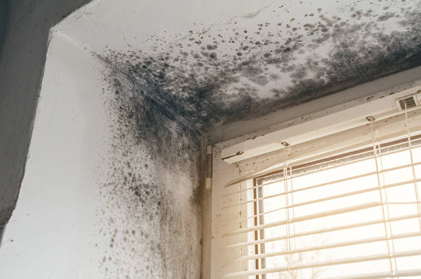 Affordable Mold Remediation solutions in Pinecliffe, CO